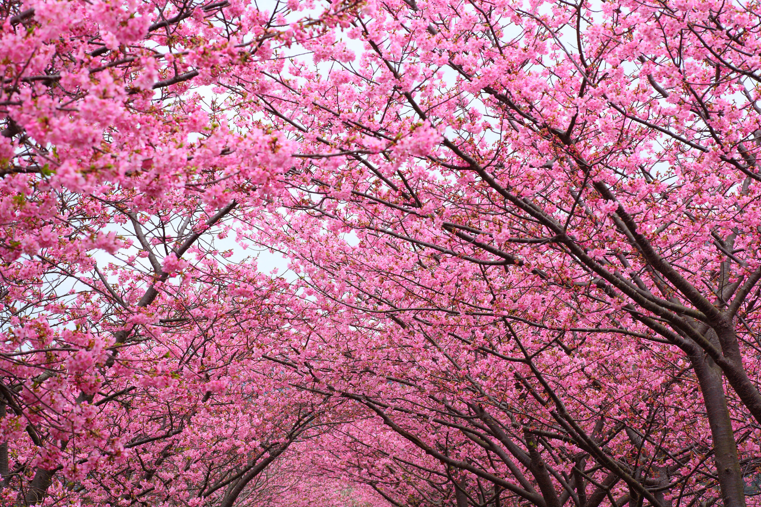 KS_nature_blossom Spring Tree Cherry Nature Environment Climate Colour Flower