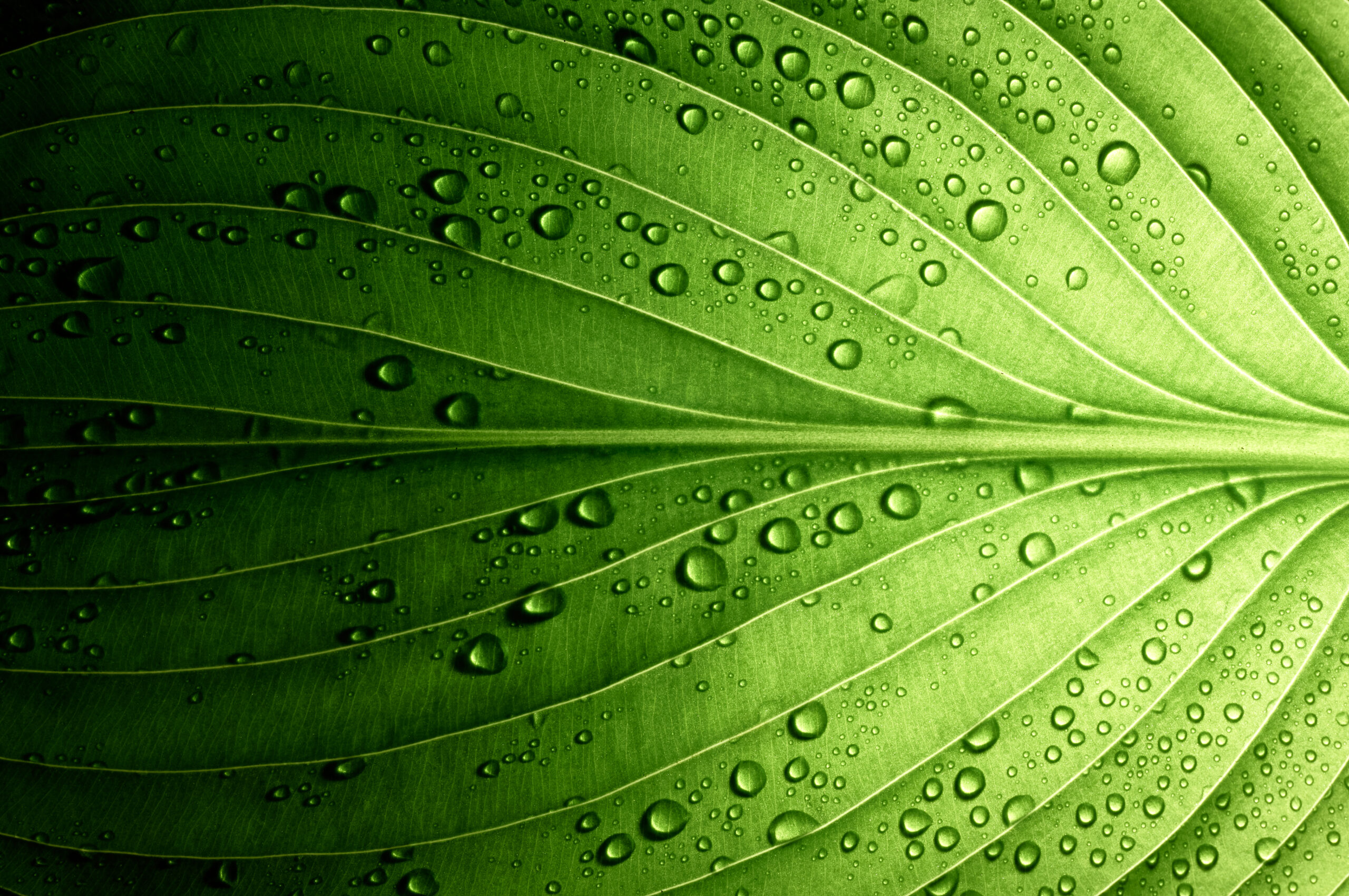 Close-up of green leaf with moisture