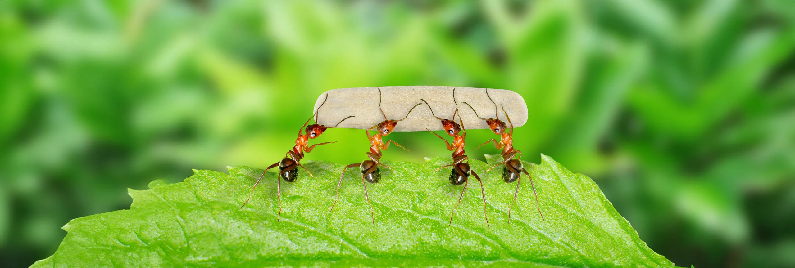 Ants,Unity,And,Cooperation,Working