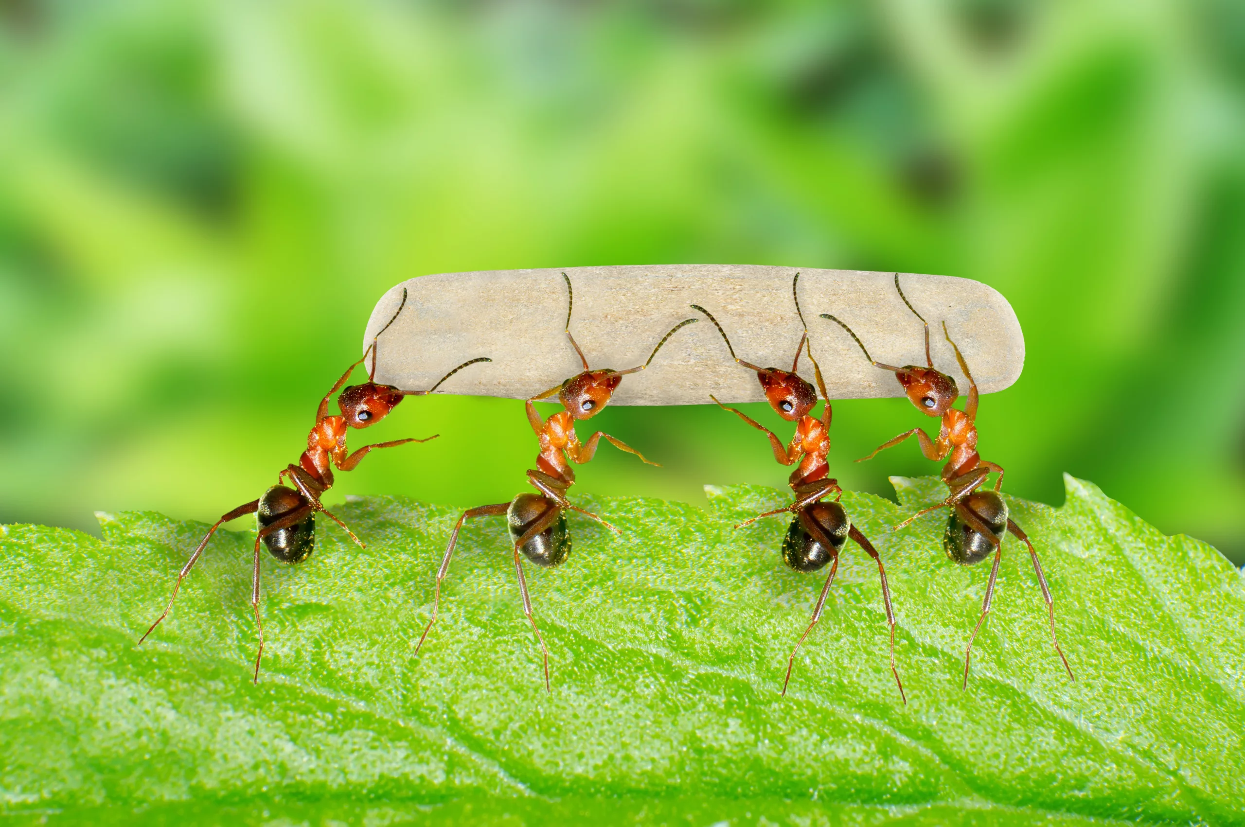 Ants,Unity,And,Cooperation