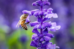 Bee pollinating a purple flower, representing workers working hard